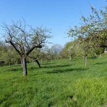 Ansicht der Streuobstwiese in Aschaffenburg